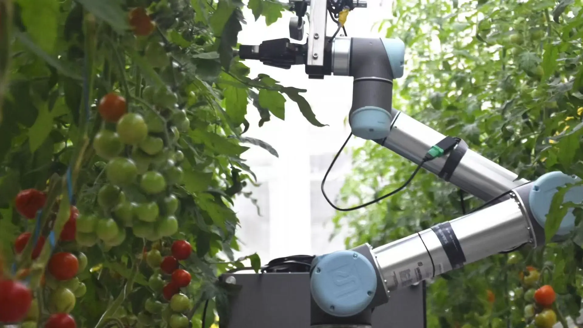 GEAIR demostró la polinización de flores de tomate. IGDP