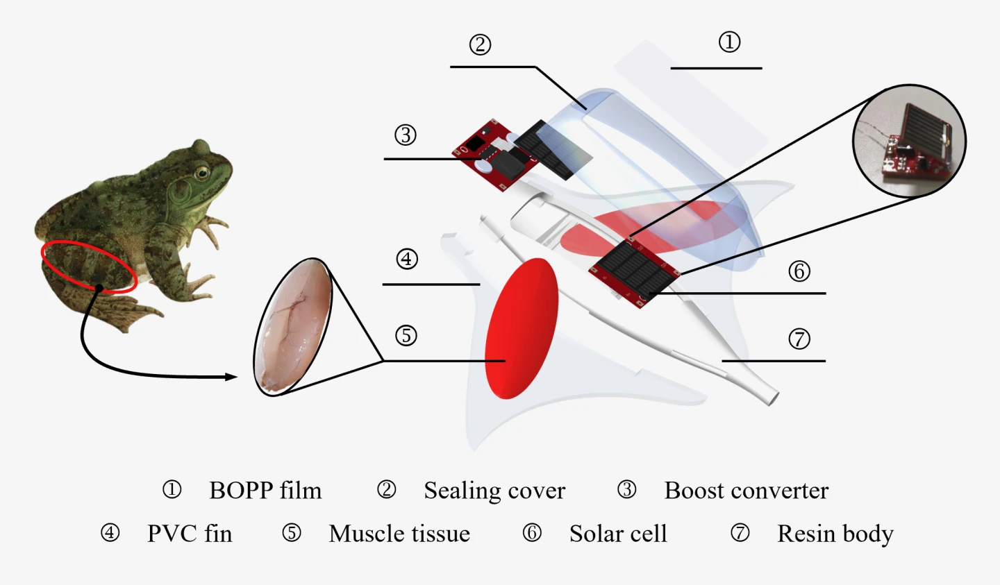Diagrama que muestra cómo se incorporó el músculo al robot