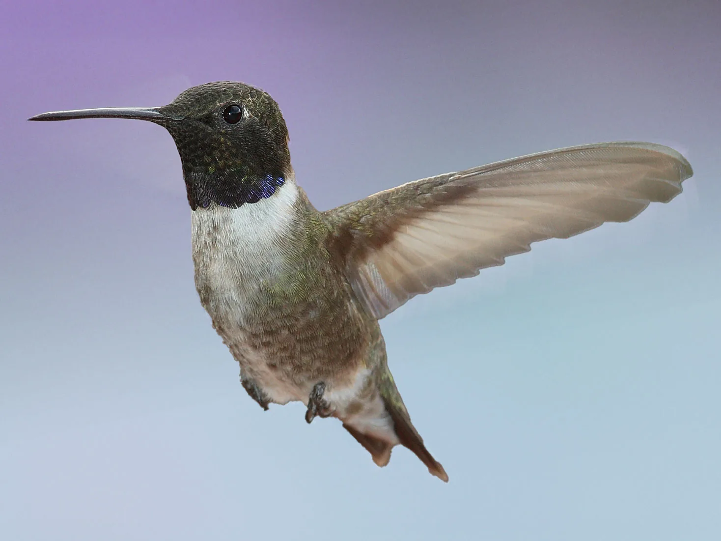 El colibrí de barba negra parece preferir las zonas ruidosas, criando más pichones que en áreas más tranquilas.