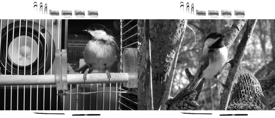 Raspberry Pi revela los sonidos favoritos de las aves cantoras